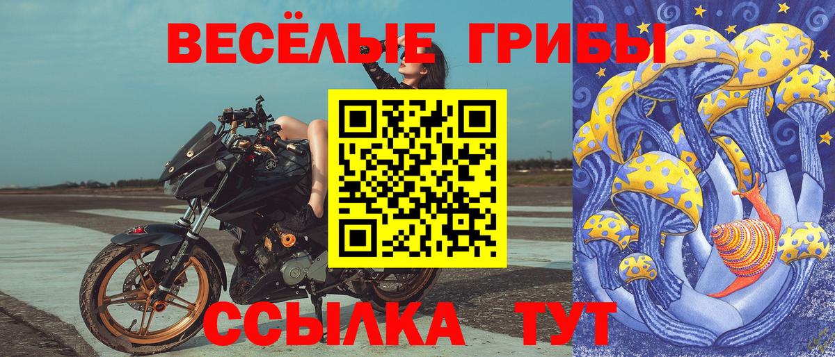 продажа наркотиков  Вход с VPN  Сокол  Галлюциногенные грибы Psilocybine cubensis 